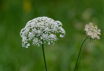 Bärenklau
