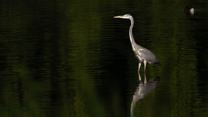 Great blue heron (Ardea herodias) standing in a pond