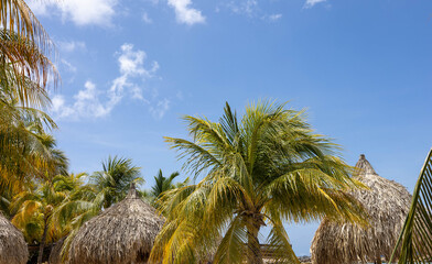 Palm trees, parasols and blue sky at Mambo Beach Curaçao.