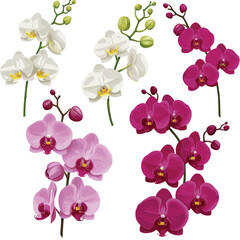 3d realistic vector illustration. Colorful orchid stems in white, pink color. Isolated on white background. © Erna Wardani