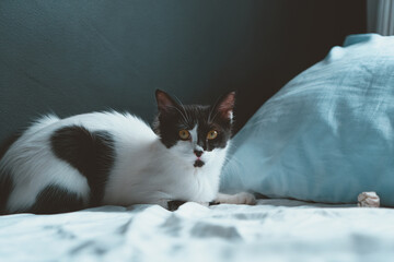 Bicolor Domestic Cat Reclining with Eyes Open