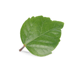 Fototapeta premium Leaf of hibiscus plant isolated on white