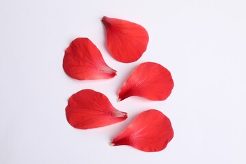 Beautiful red hibiscus petals on white background, flat lay