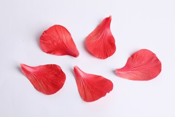 Beautiful red hibiscus petals on white background, flat lay