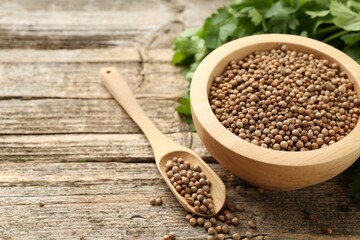 Fresh cilantro and coriander seeds on wooden table, closeup. Space for text