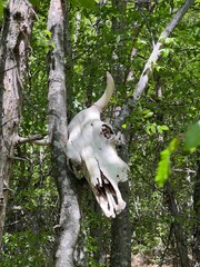 Cow Skull Hanging on Tree. Biodynamic Farm Setting