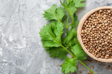 Coriander seeds and fresh cilantro sprigs on grey textured table, flat lay. Space for text