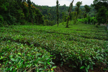 Lush green tea plantation set against misty hills and dense forest in rural India, capturing the natural beauty and tranquility of a tea-growing region.


