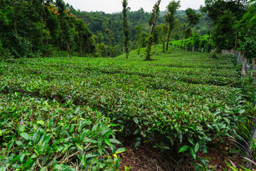 Lush green tea plantation set against misty hills and dense forest in rural India, capturing the natural beauty and tranquility of a tea-growing region.

