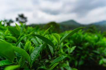 Close-up of fresh green tea leaves growing in a lush Indian tea garden, symbolizing purity, freshness, and organic farming.

