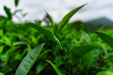 Close-up of fresh green tea leaves growing in a lush Indian tea garden, symbolizing purity, freshness, and organic farming.

