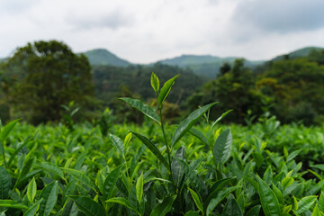 Close-up of fresh green tea leaves growing in a lush Indian tea garden, symbolizing purity, freshness, and organic farming.

