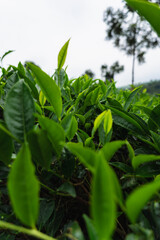 Obraz premium Close-up of fresh green tea leaves growing in a lush Indian tea garden, symbolizing purity, freshness, and organic farming.