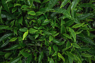 Close-up of fresh green tea leaves growing in a lush Indian tea garden, symbolizing purity, freshness, and organic farming.

