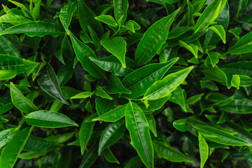 Close-up of fresh green tea leaves growing in a lush Indian tea garden, symbolizing purity, freshness, and organic farming.

