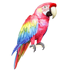 Obraz premium Colorful parrot with vibrant feathers and a large beak perched on a branch isolated on white background