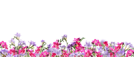 Many beautiful freesia flowers on white background. Banner design