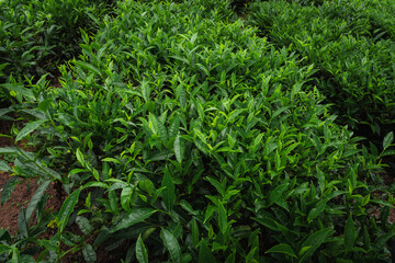 Close-up of fresh green tea leaves growing in a lush Indian tea garden, symbolizing purity, freshness, and organic farming.

