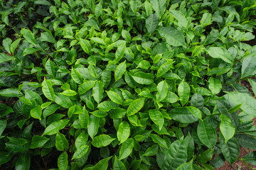 Close-up of fresh green tea leaves growing in a lush Indian tea garden, symbolizing purity, freshness, and organic farming.

