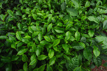 Close-up of fresh green tea leaves growing in a lush Indian tea garden, symbolizing purity, freshness, and organic farming.

