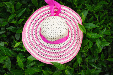 A stylish pink-rimmed straw hat resting on fresh green tea leaves in an Indian tea garden, symbolizing nature, travel, and leisure.

