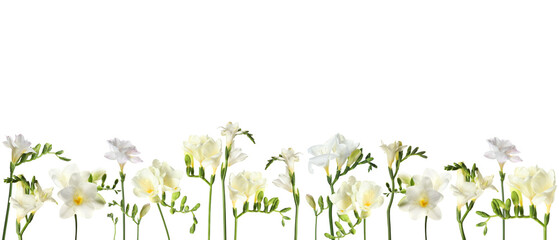Many beautiful freesia flowers on white background. Banner design