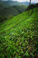 Lush terraced tea plantation on a hillside, showcasing vibrant green tea bushes, trees, and scenic contours in a serene rural landscape.

