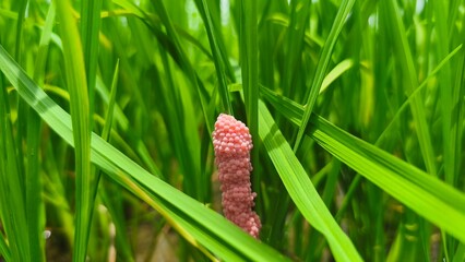 Pink-red snail eggs are attached to green soft rice.