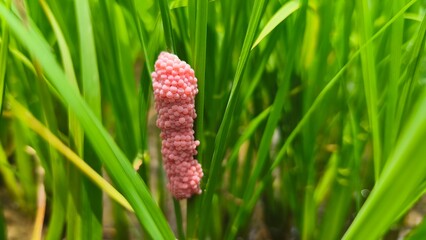 Pink snail eggs are attached to green soft rice.