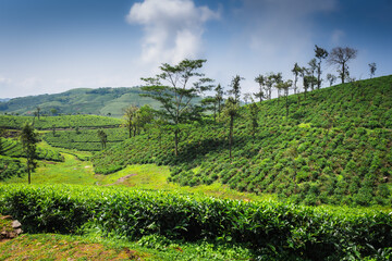 Lush terraced tea plantation on a hillside, showcasing vibrant green tea bushes, trees, and scenic contours in a serene rural landscape.

