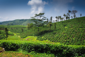 Lush terraced tea plantation on a hillside, showcasing vibrant green tea bushes, trees, and scenic contours in a serene rural landscape.

