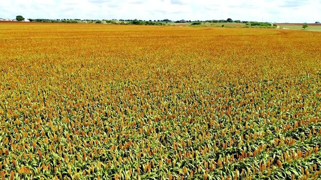 A vast field of sorghum stretches to the horizon under a blue sky