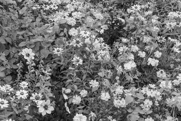 Die Stadt und die Gärten von Potsdam