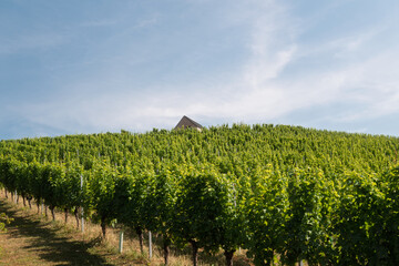 Vinyard