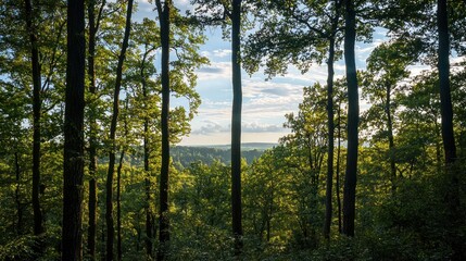 Fototapeta premium A serene forest landscape with tall trees and a clear blue sky, featuring a variety of green and brown hues, with a small body of water in the background.