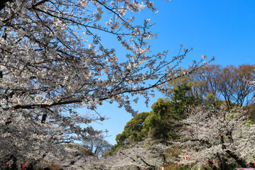 Ueno park - Looking to the blue sky in the spring season