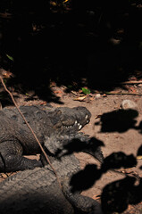 cocodrilo