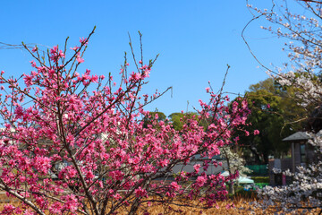 Tokyo, Japan - Pink cherry blossom