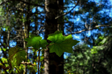 hoja