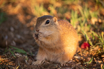 Cute groundhog is eating