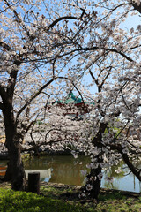Cherry blossom in Japan - Ueno park, Tokyo