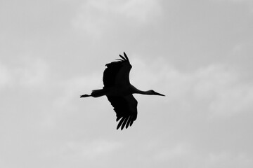 Vogel