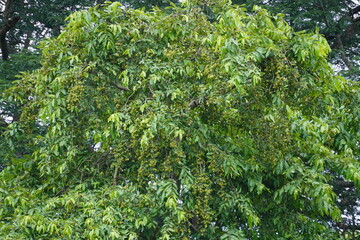 A Soapberry tree is full of its pods