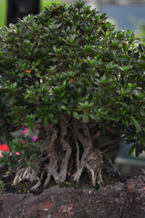 bonsai