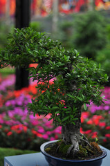 bonsai