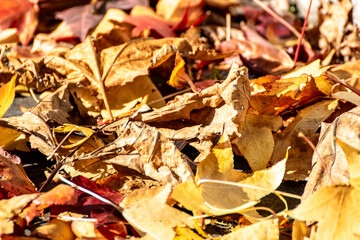 Textured Autumn Leaves Carpet Natural Woodland Scene