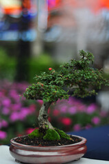 bonsai