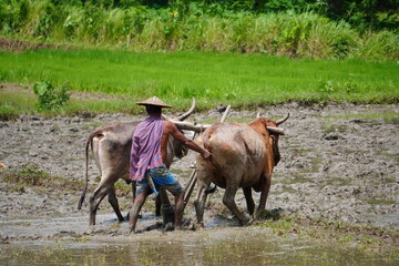 Traditional Farming with Oxen in Muddy Field and Rural Backdrop