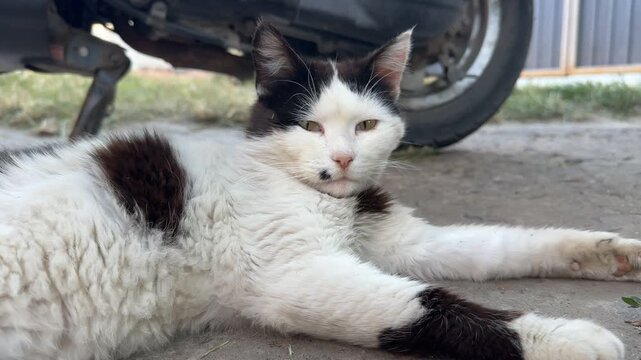 black and white cat resting on the street. High quality 4k footage