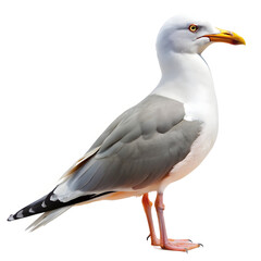 Obraz premium A wonderful seagull on white background